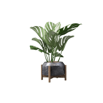 plant