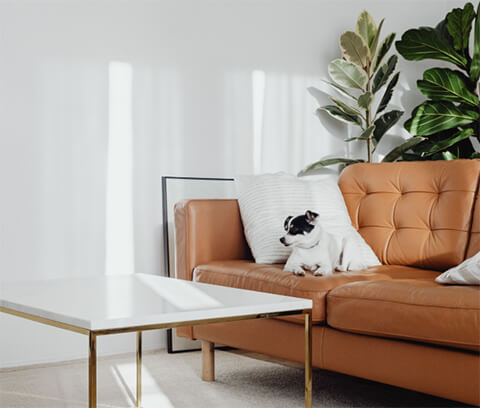 brown sofa and a dog on it